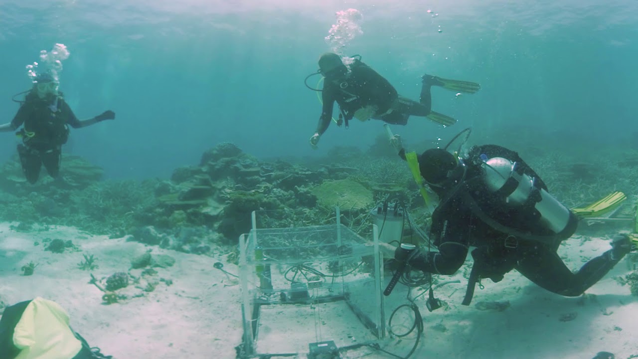 Science on the Great Barrier Reef