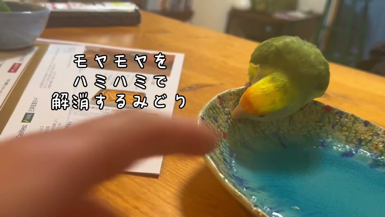 【11歳おばあちゃんインコとお転婆コザクラの暮らし】 #インコのいる暮らし #コザクラインコのあおさん #おばあちゃんインコのみどりちゃん #あおとみどり #lovebirds #parrot 