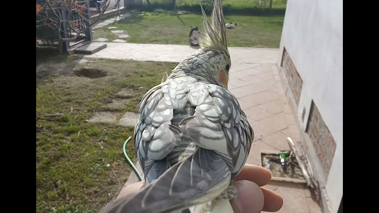Cockatiel free flight 4