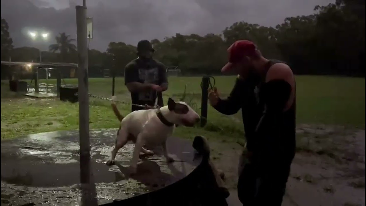 Genghis Bull Terrier, Table training with Cole TOA K9