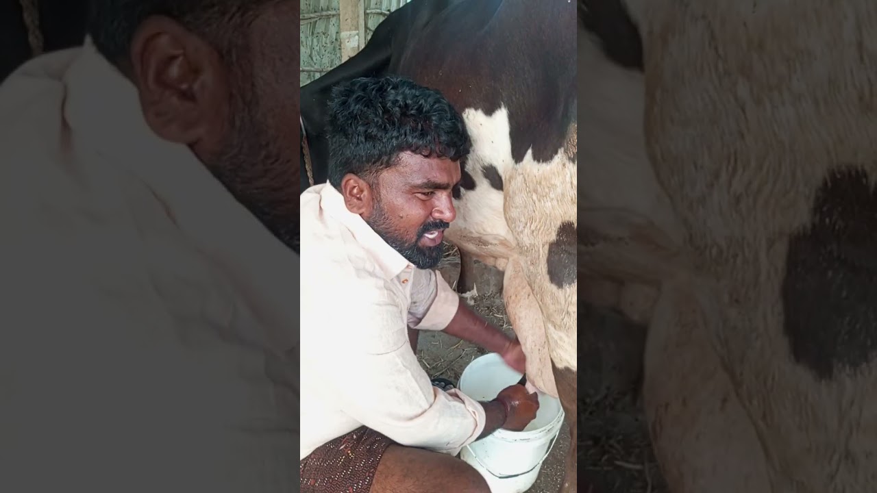 கை கறவை சிறந்ததா மெஷின் கறவை சிறந்ததா 🐄🐄🐄🐄