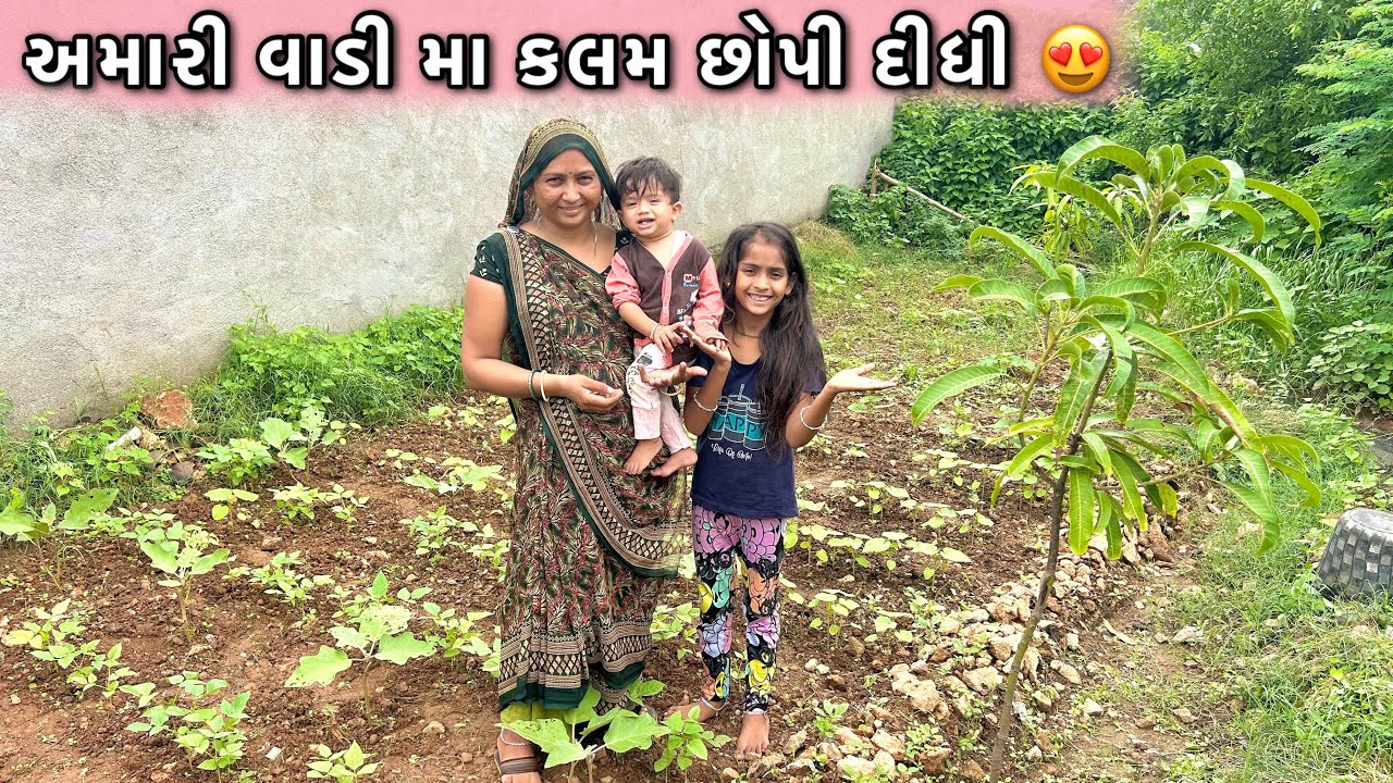 અમારી વાડીમા આંબાની કલમ છોપી😍|| Amari vadi ma ambani Kalam chopi || Village farmer ||￼￼