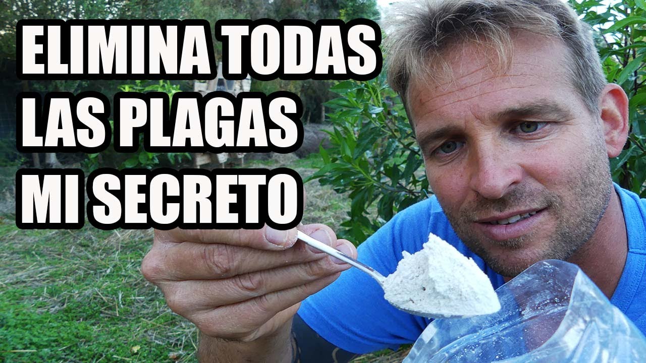 EL MEJOR INSECTICIDA ECOLOGICO || Tierra de Diatomeas
