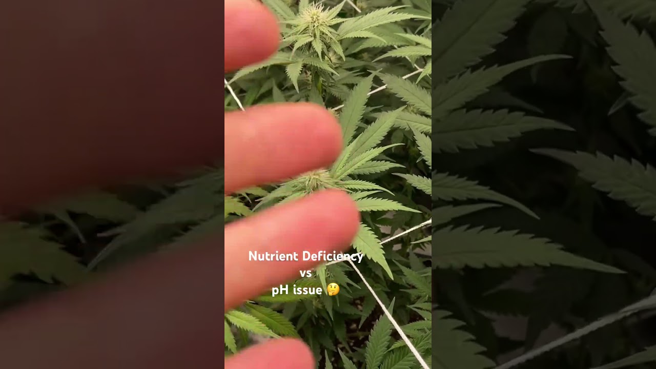 Nutrient deficiency or pH issue? 🤔 #gardening