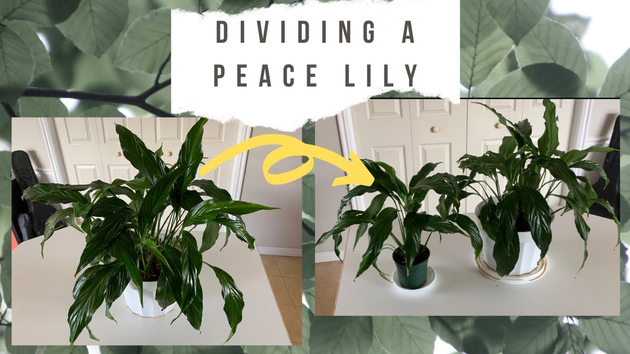 Peace Lily Propagation for Beginners - Dividing a Peace Lily
