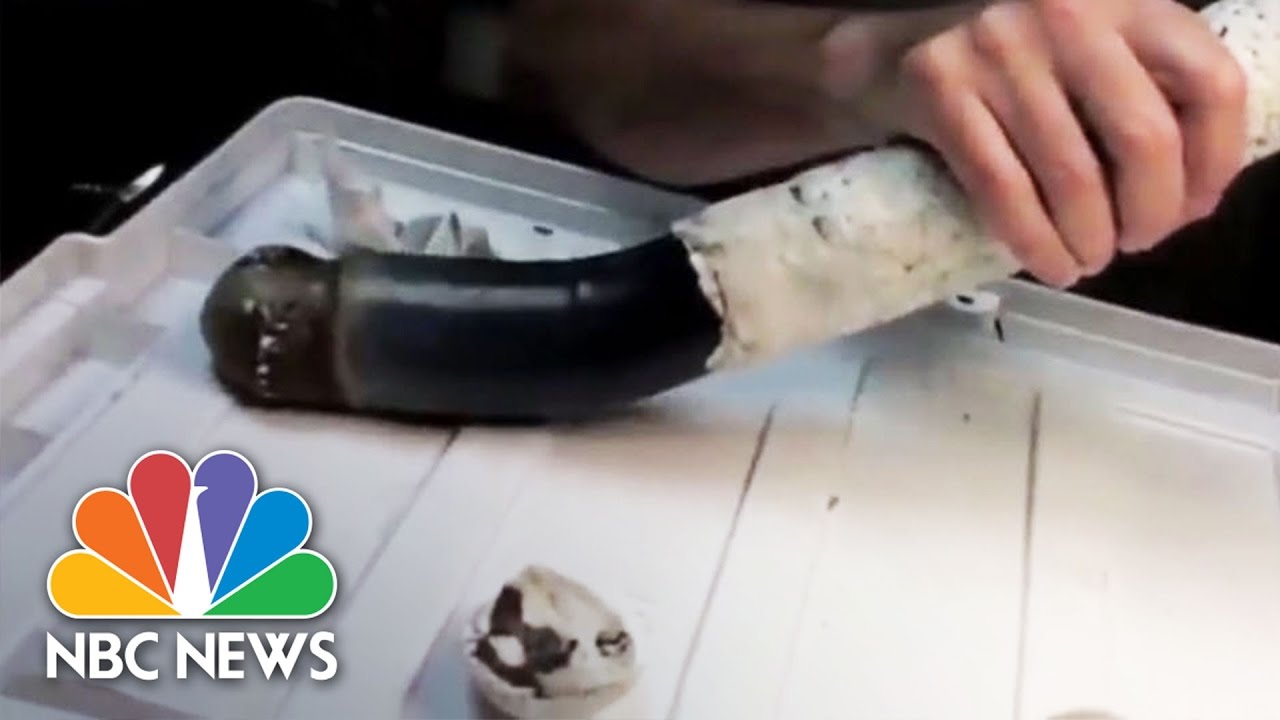 Rarely Seen Shipworm Taller Than A Fifth Grader | NBC News
