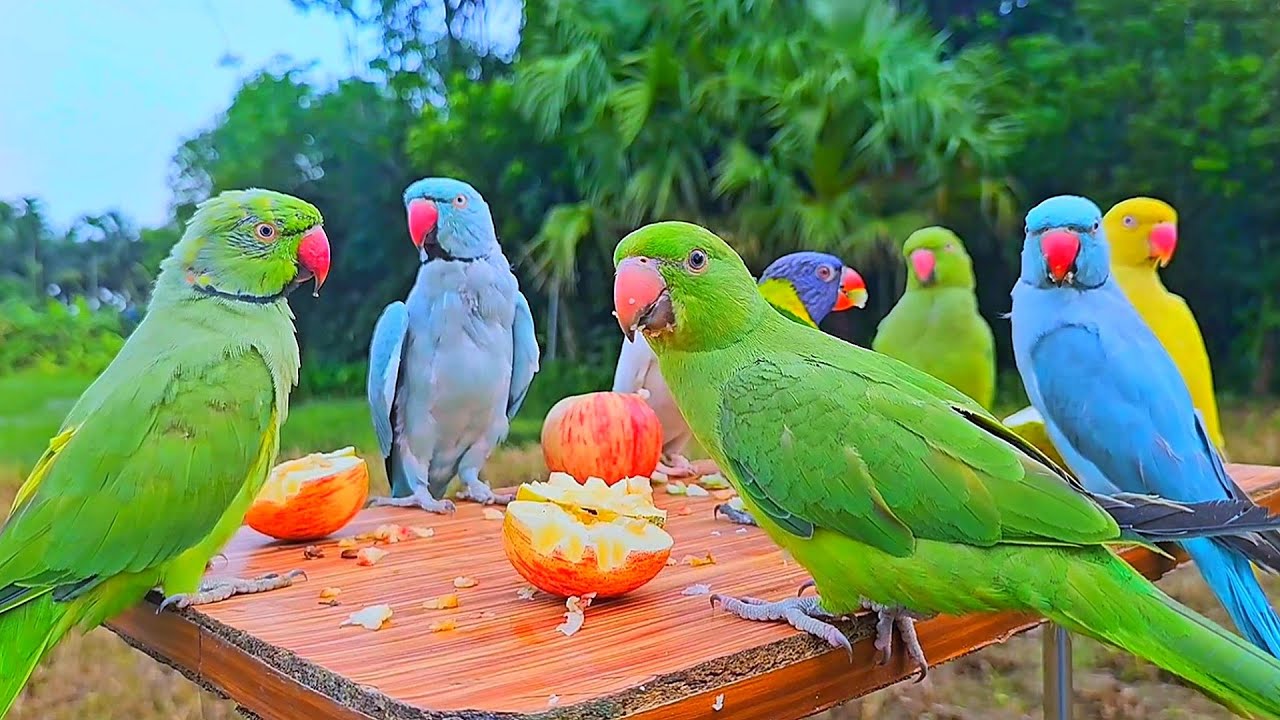 Mitthu Ki Awaaz