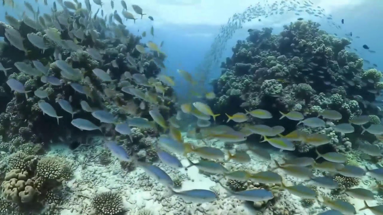 🌊 Underwater Paradise 4K – Beautiful Aquarium Fish with Relaxing Music for Sleep & Stress Relief