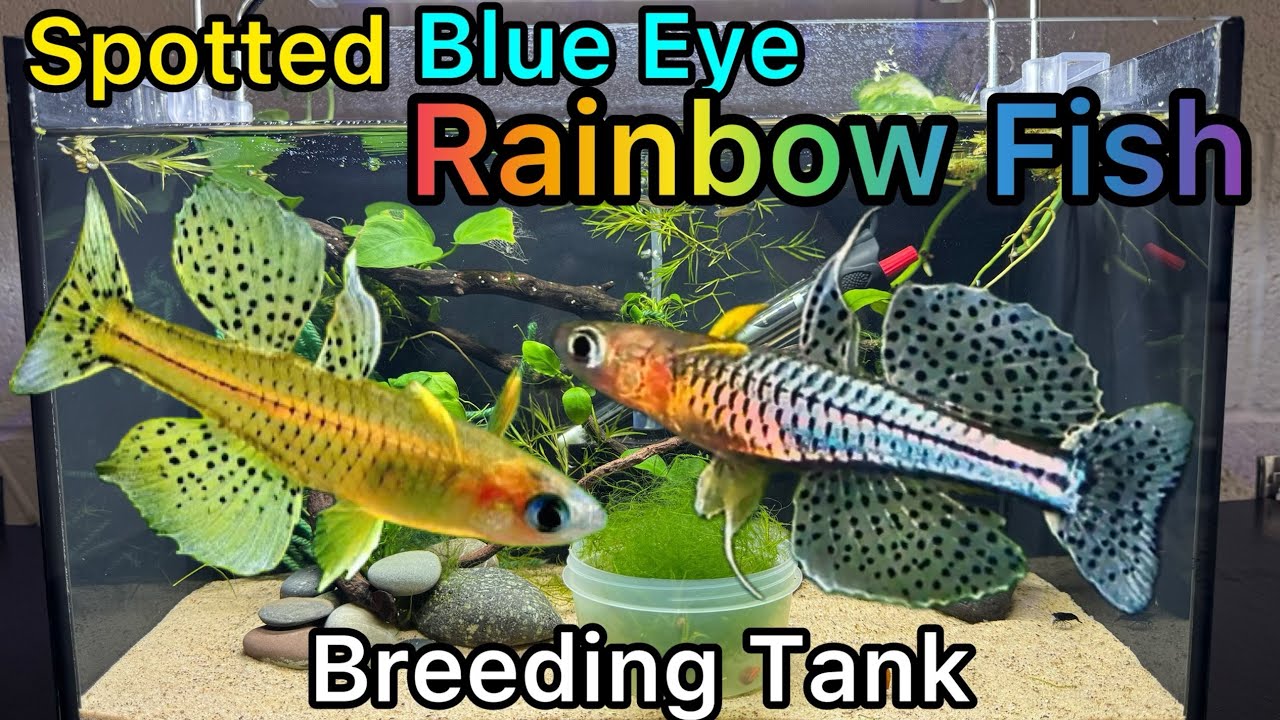 Breeding Spotted Blue Eye Rainbow Fish - Tank Set Up (Pseudomugil Gertrudae)