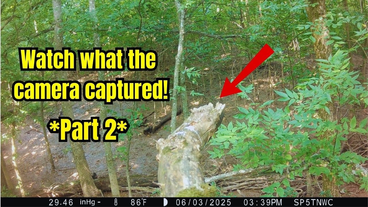 Part2-I put a trail camera HIGH up in a tree and here's what I captured!