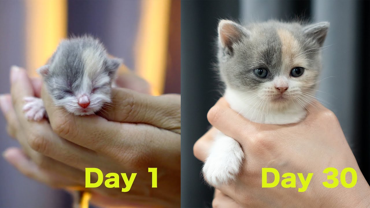 30日間で赤ちゃん猫がどう変わるのか？出産から30日目までの子猫の成長記録