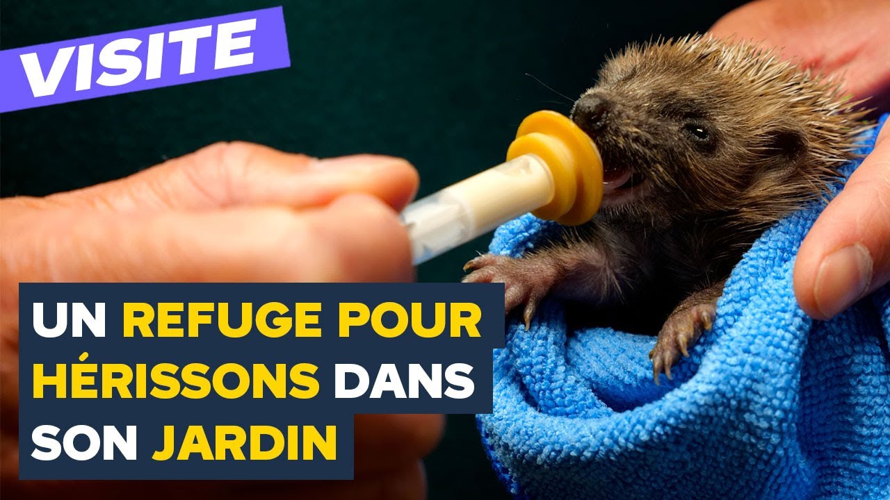 Comment protéger et attirer les hérissons chez soi ?