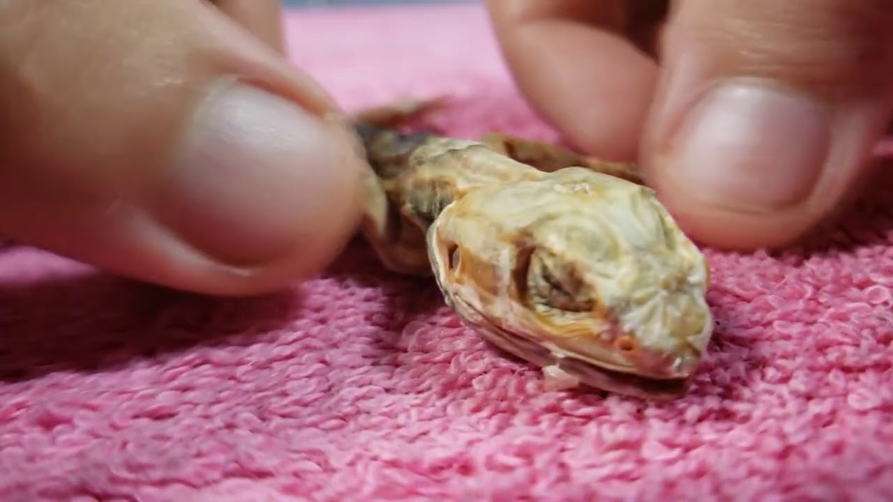VERY SICK SILKBACK BEARDED DRAGON (SILKIE) THE WORST BEARDED DRAGON DAY 3 | SADLY DIED