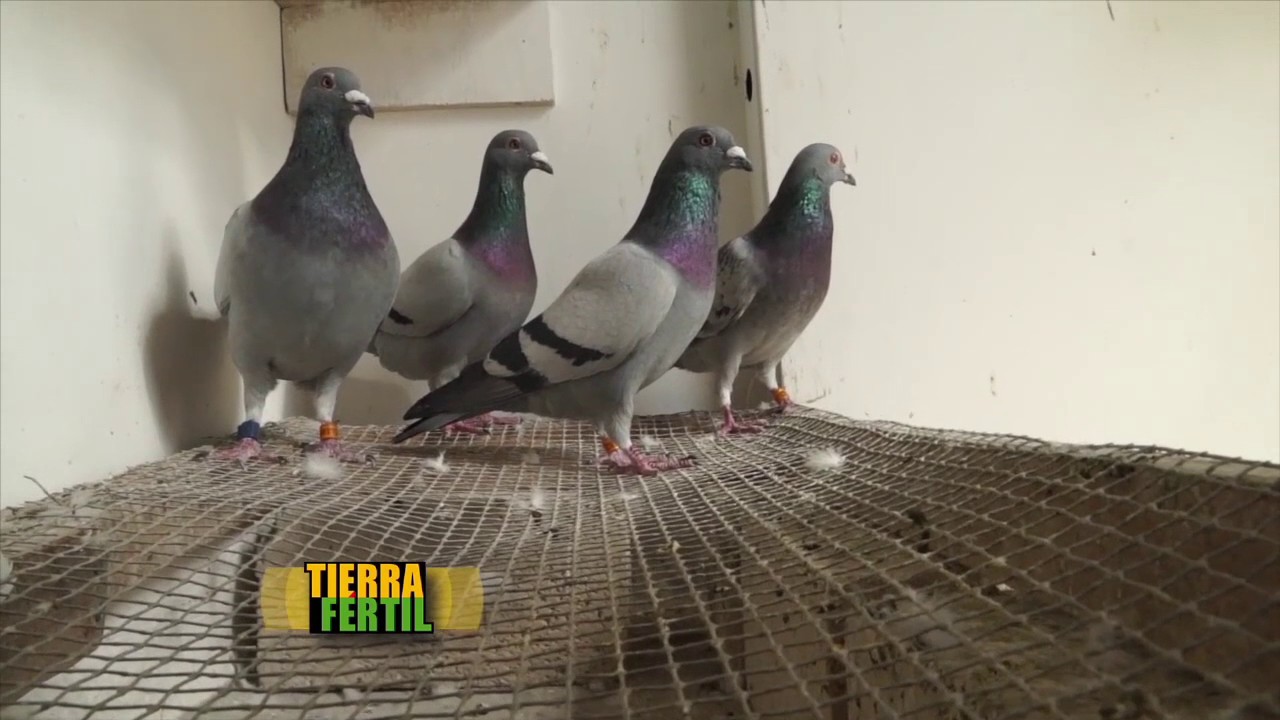 Reportaje de Colombofilia por Tierra Fertil Marzo 2015