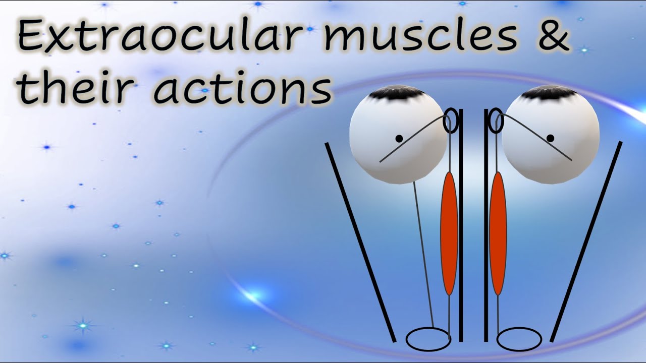 Extraocular muscles & their actions