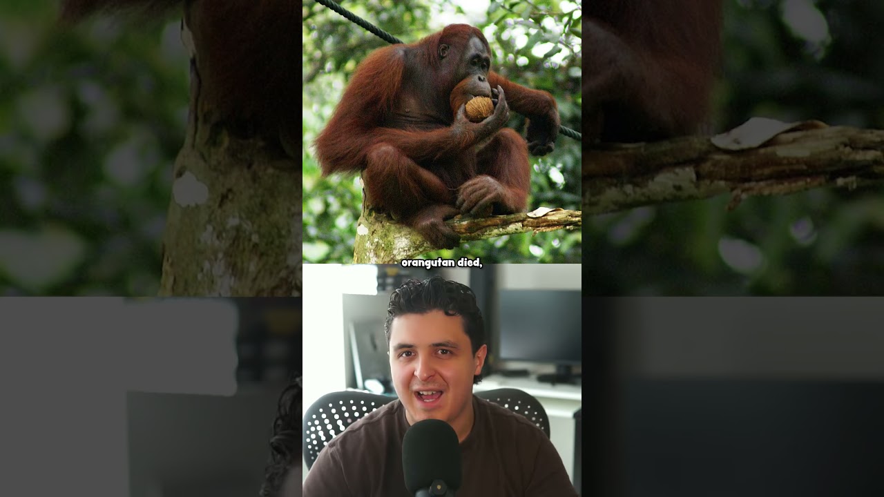 Страница Humanzee в Википедии ужасает