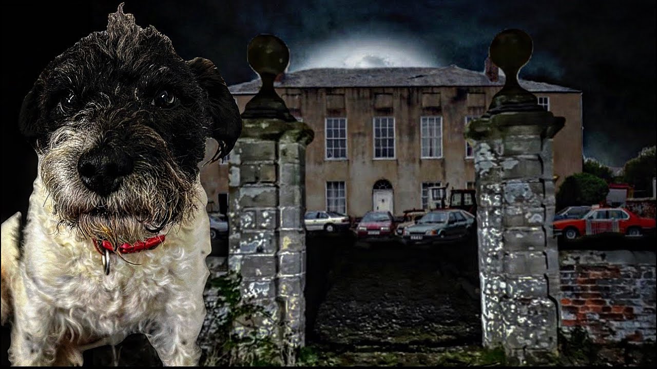 POV of a dog How did Bear almost drown in this ABANDONED hoarders house