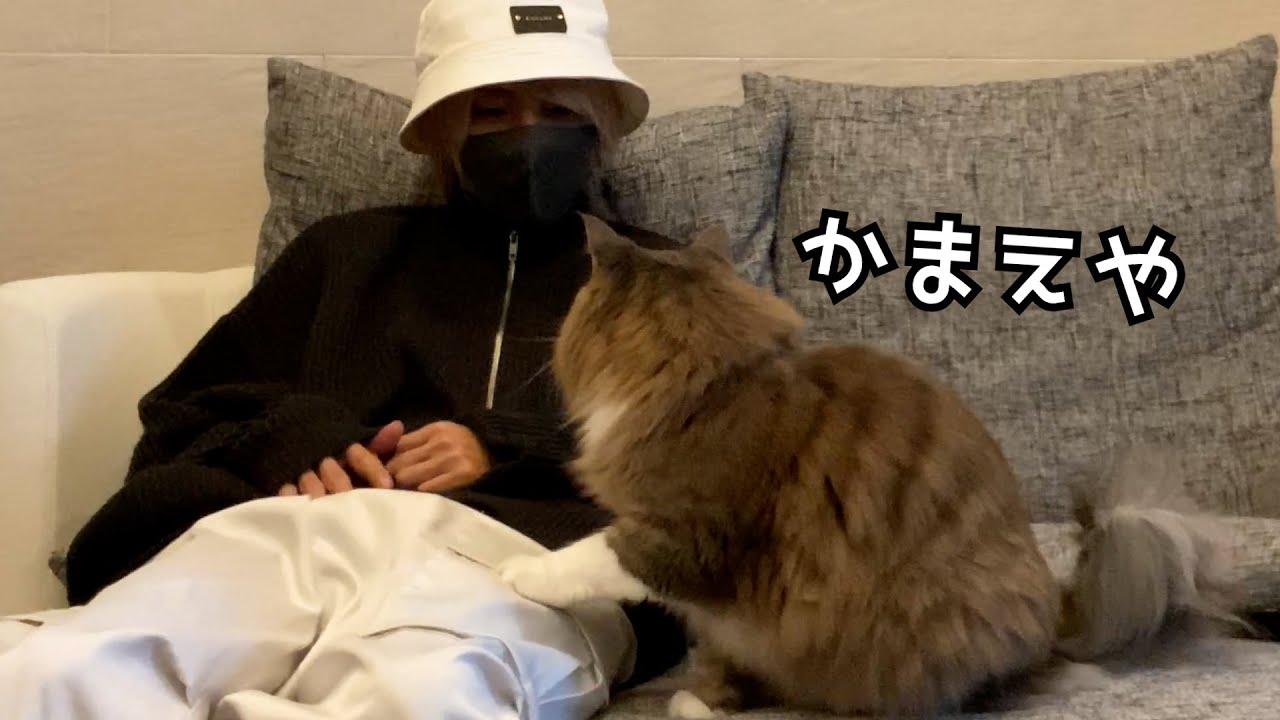 【たぬきち】お仕事から帰ってきたらかまってちゃんモードに入った猫が可愛すぎてゆっくりできなかったｗｗｗ【さくらくん】