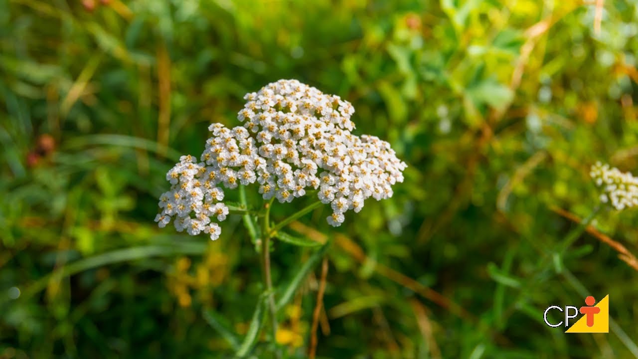 Curso Plantas Medicinais e Aromáticas - Produção de Mudas CPT