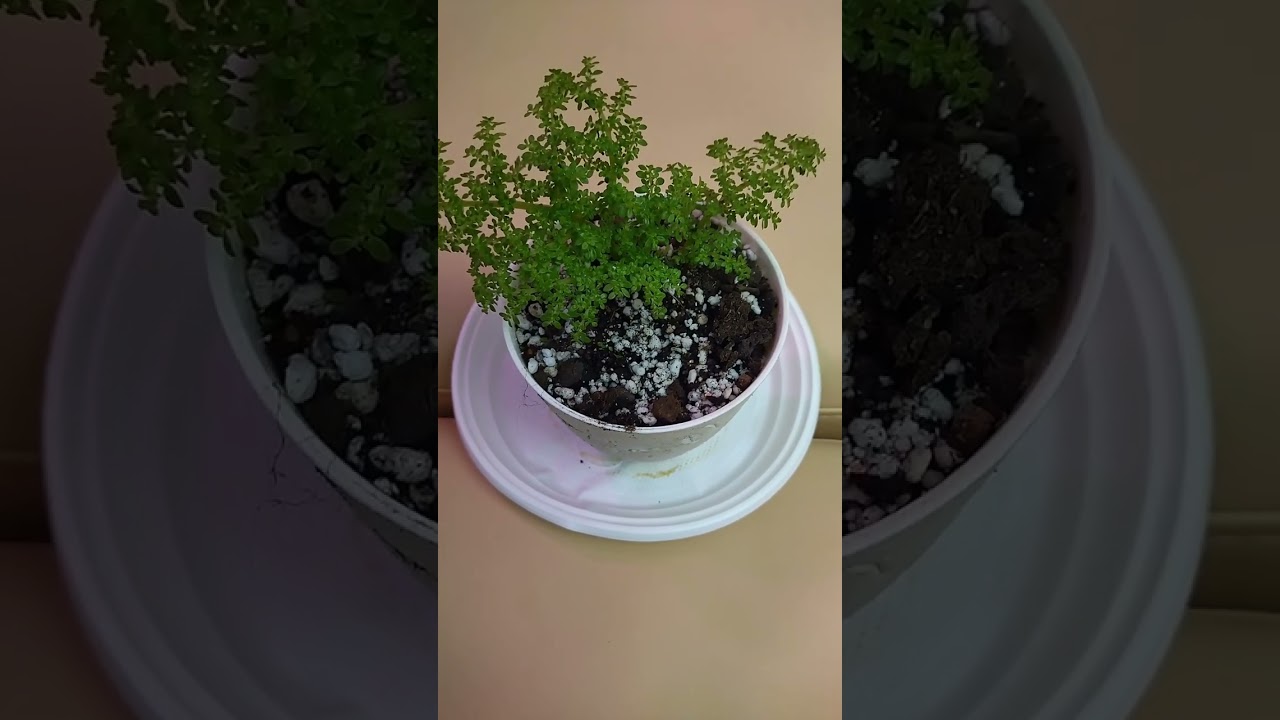 Мои замечательные покупки на Вайлдберриз! 