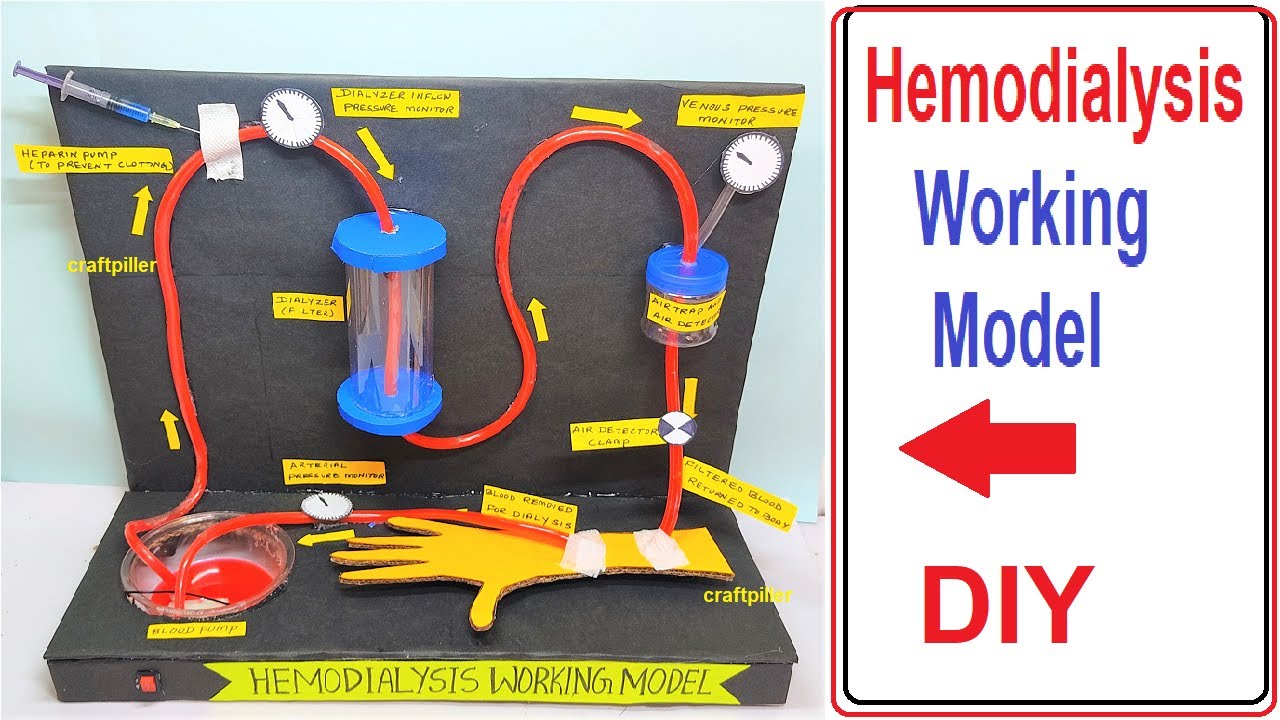 hemodialysis working model (3D) science project for exhibition - biology project - diy | craftpiller