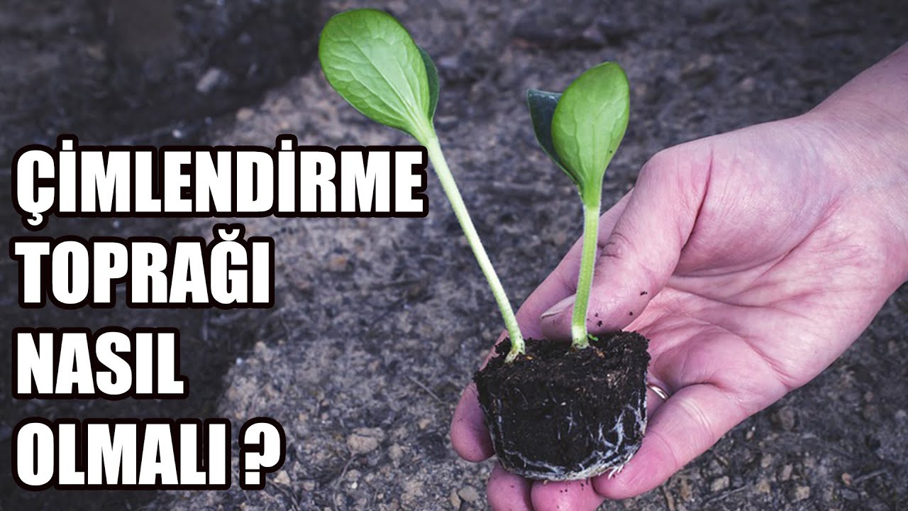 Tohum &Ccedil;imlendirme Toprağı Nasıl Olmalı ?