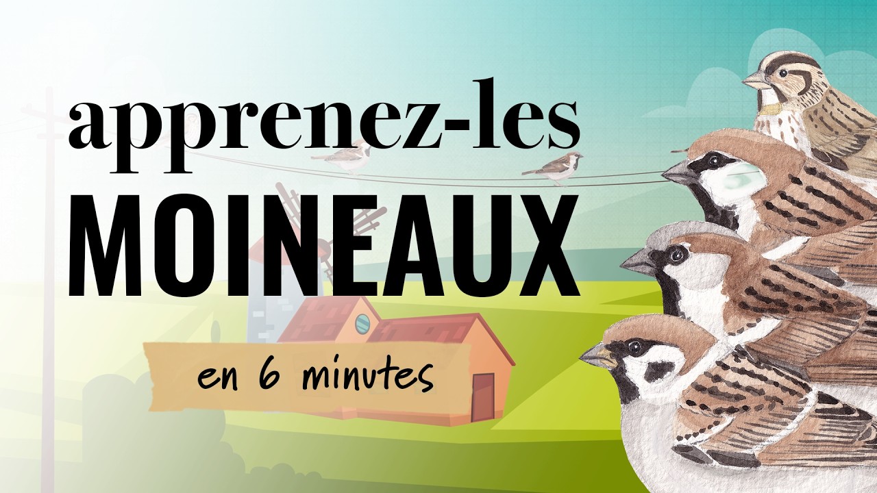 Identifiez les moineaux | Apprenez-les tous #14
