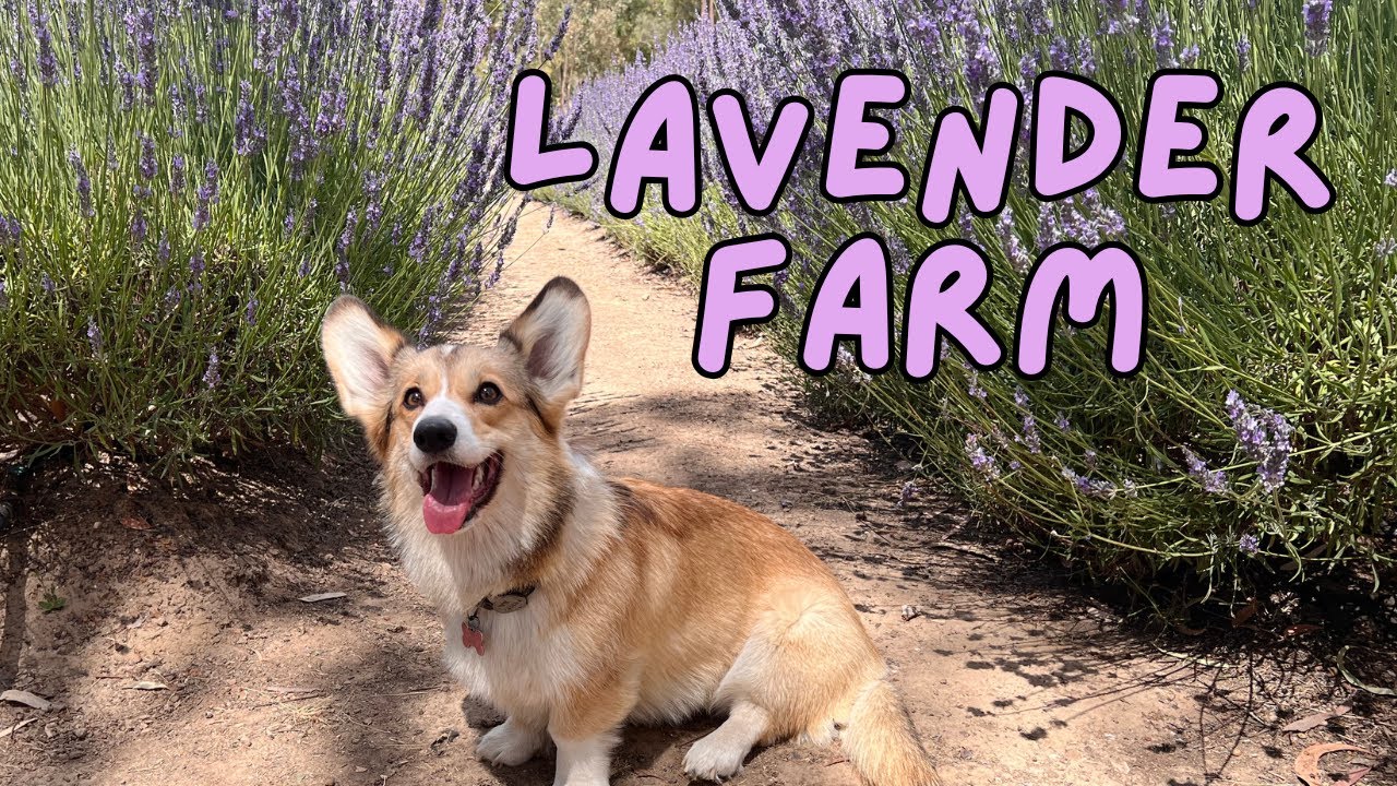 SMELLING LAVENDER - Starry the Corgi