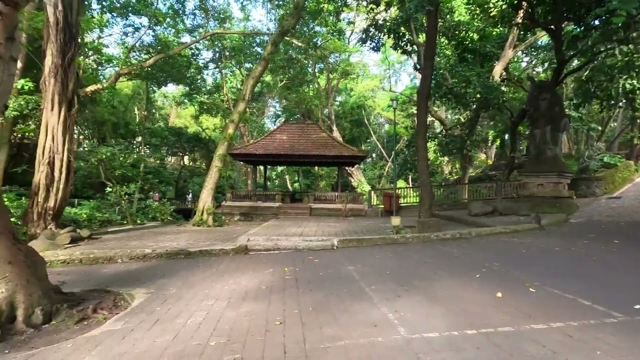 Crazy traffic in Ubud, quick stop at Monkey forest! #bali #monkeyforest #scooter #monkeyadventures