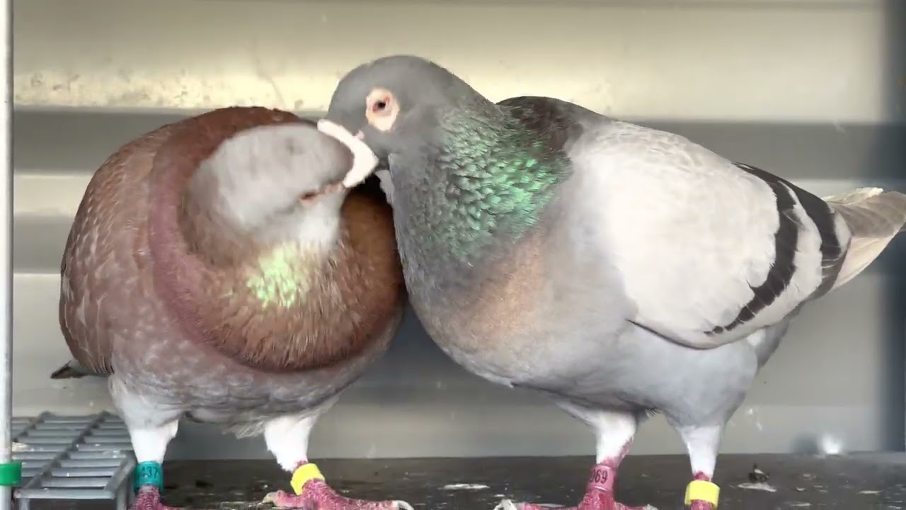 Pigeons mating / apareamiento de palomas