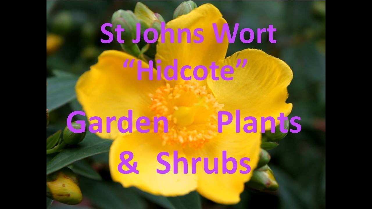 Garden Shrubs & Flowers St Johns Wort Hidcote Family Hyperaceae