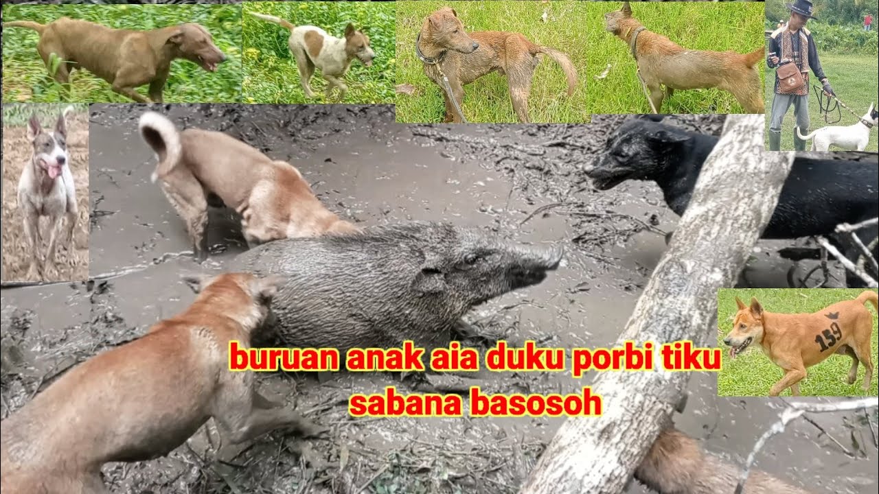 Porbi tiku anak aia duku sabana basosoh #berburuhamababihutan #agamsumatrabaratsumbar#sorotansemuorg