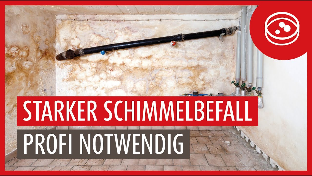 Kellersanierung bei einem &uuml;ber 50 Jahren alten Haus | Extremer Schimmelbefall
