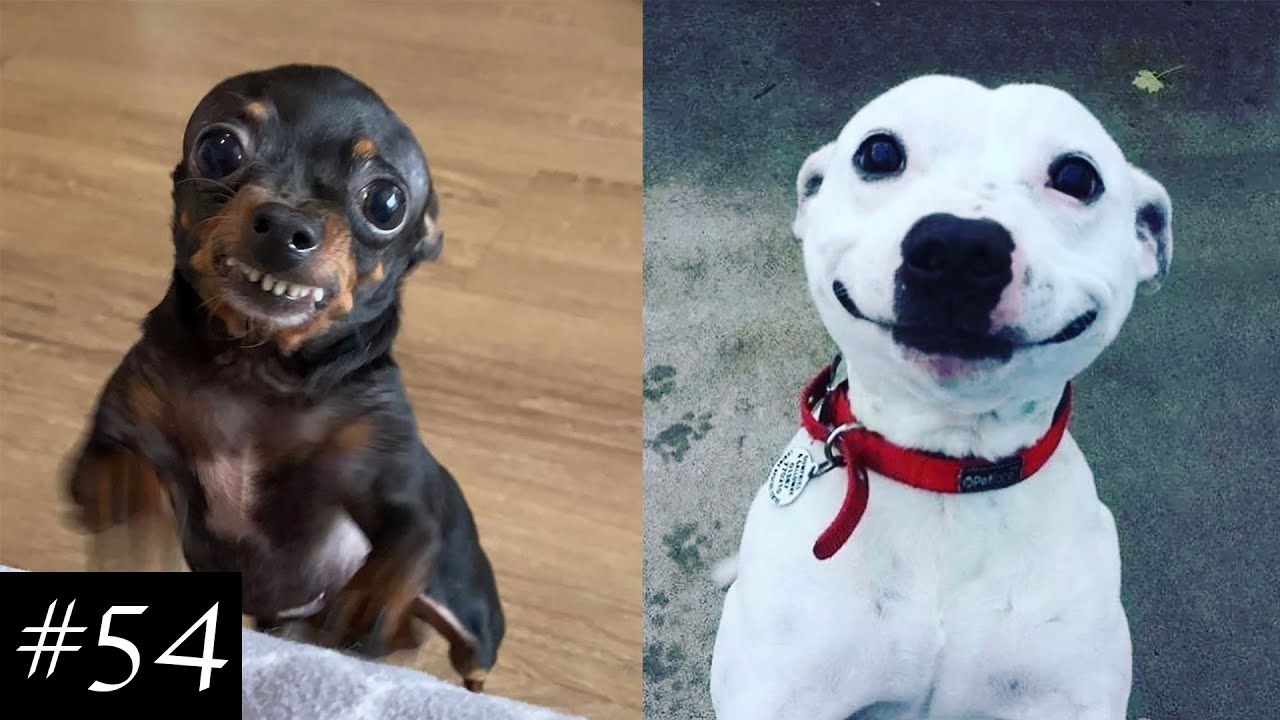 NEW Smiling Dogs Compilation | Happiest Goodboys in the Wrld
