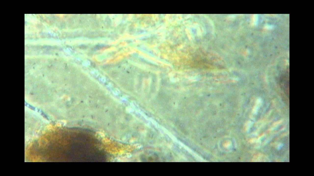 Premier Peatmoss test 2012