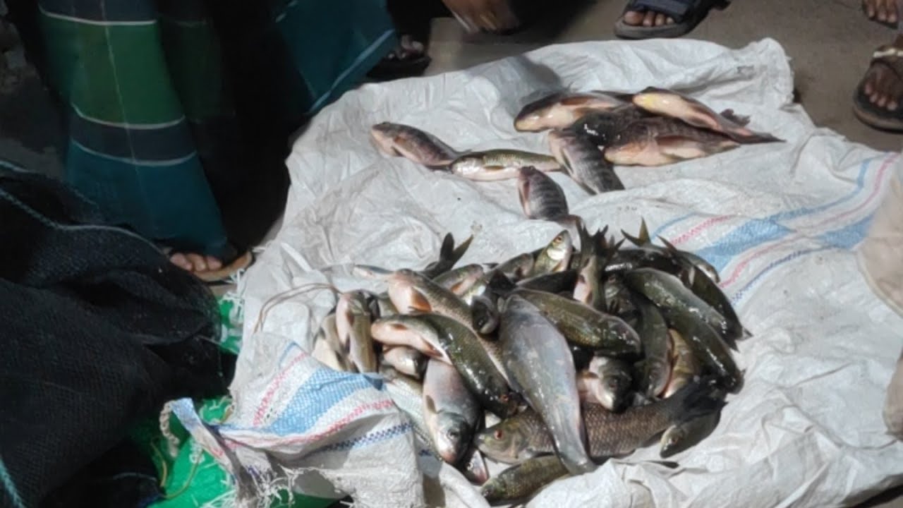 Fish Fishing World is #live #video