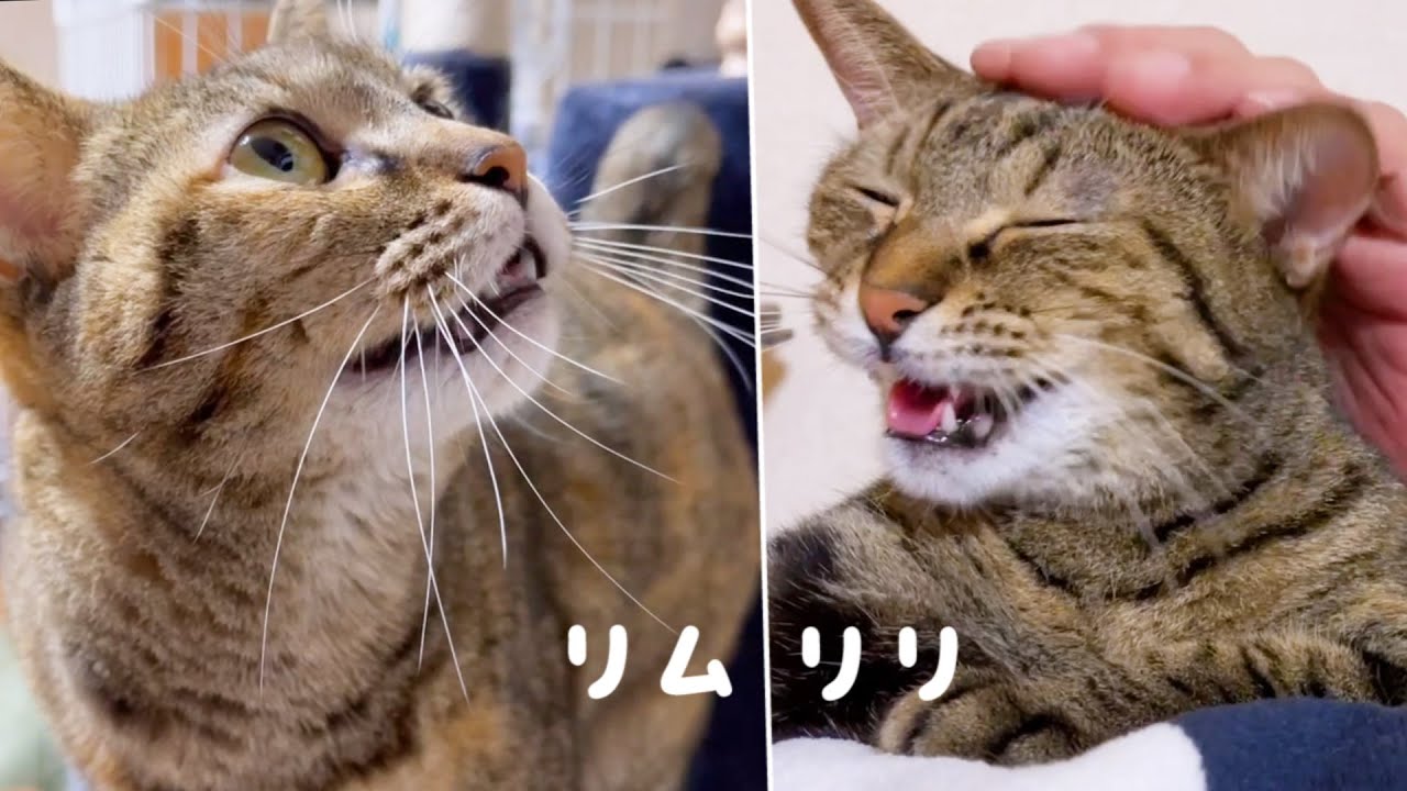 お話大好き姉妹猫♡