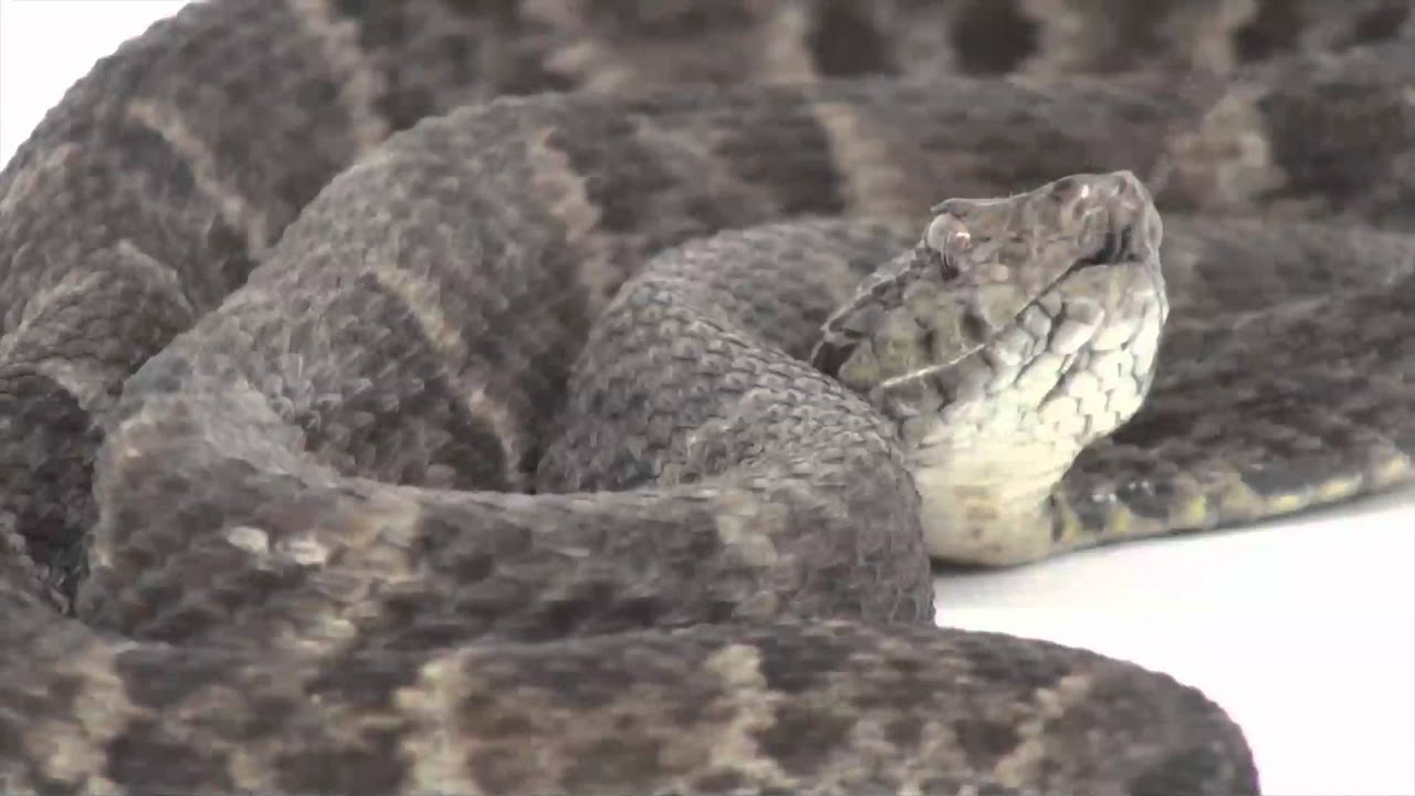 Bothrops sp.