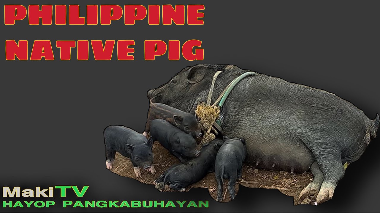 Upgraded Native Pigs