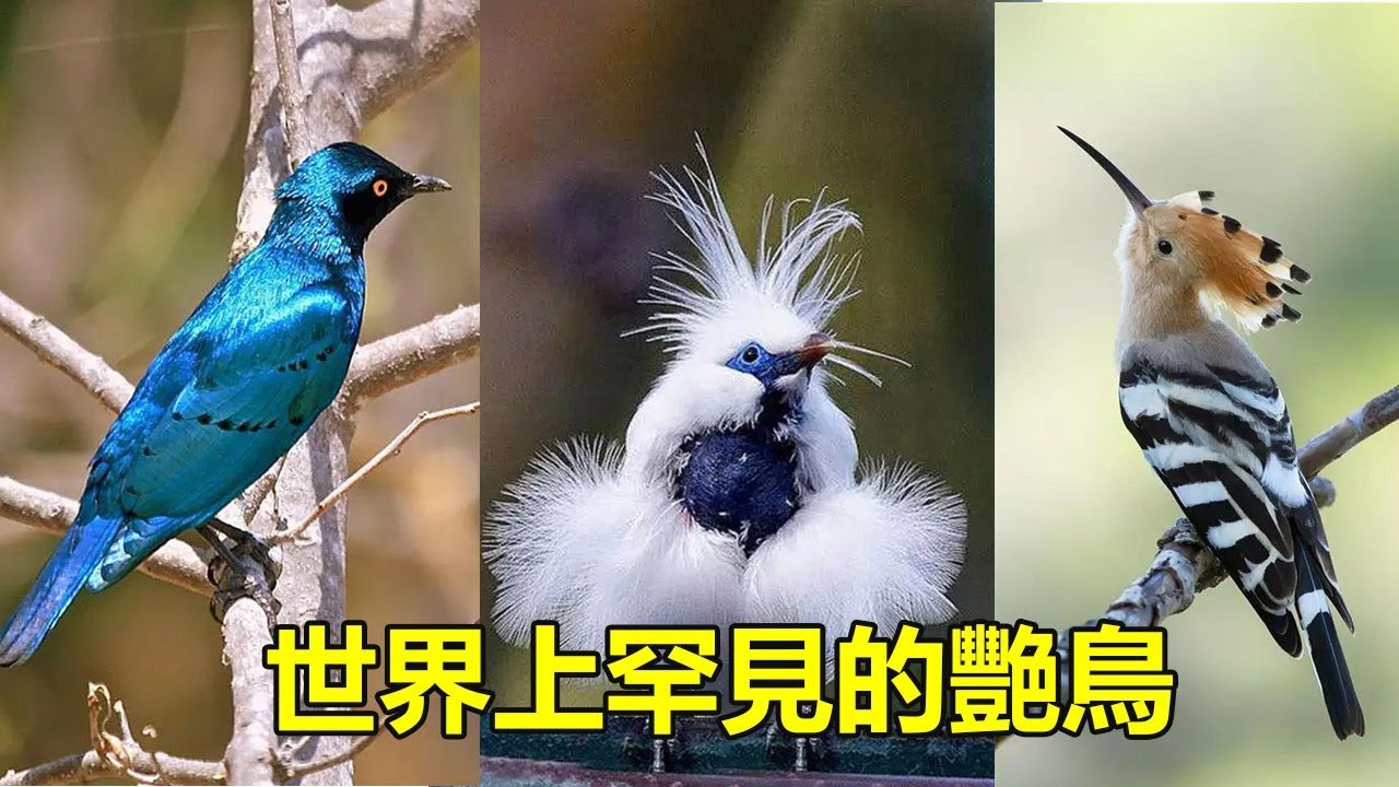 世界上罕見的艷鳥