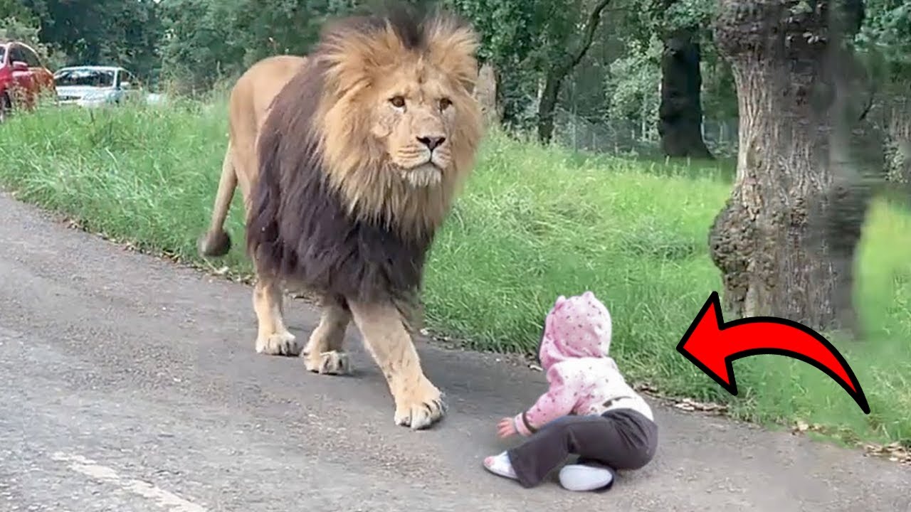 ¡ANIMALES SALVAJES ATRAPADOS SIENDO AMIGABLES!