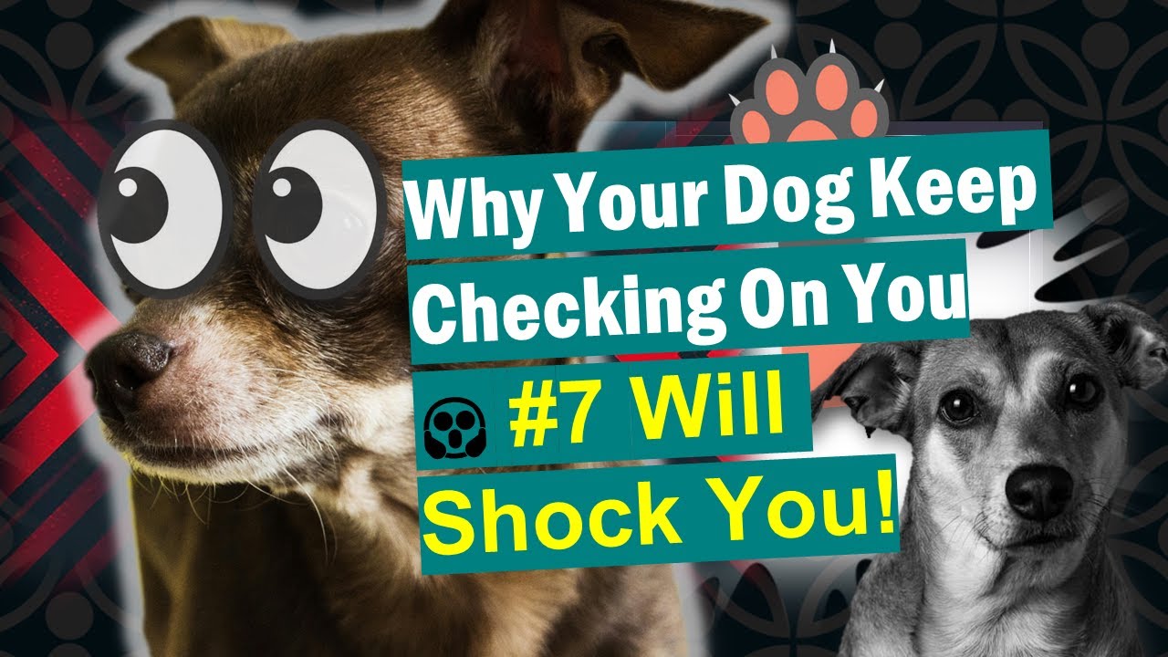 Stop Guessing! Why Your Dog Follows Your Every Move 🐶