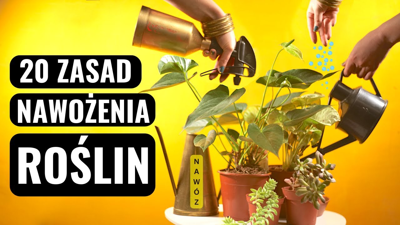 Kiedy i jak prawidłowo nawozić rośliny, kwiaty domowe, doniczkowe.