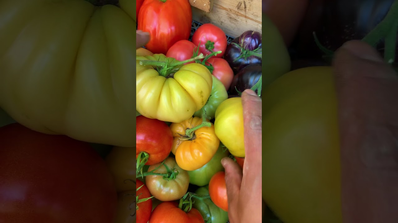 Keep calm and harvest tomatoes