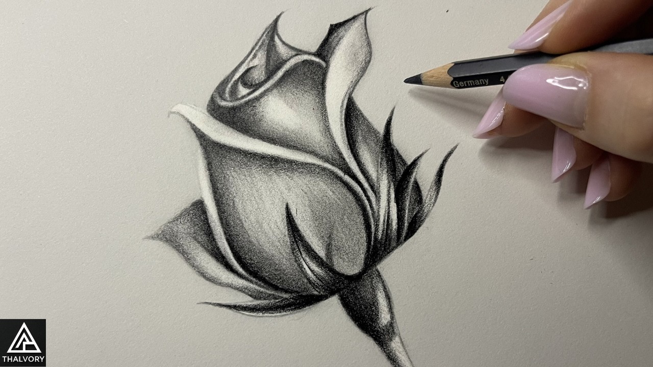 How to Draw a Realistic Rose Flower | Beginner Shading Tutorial | Draw Along!