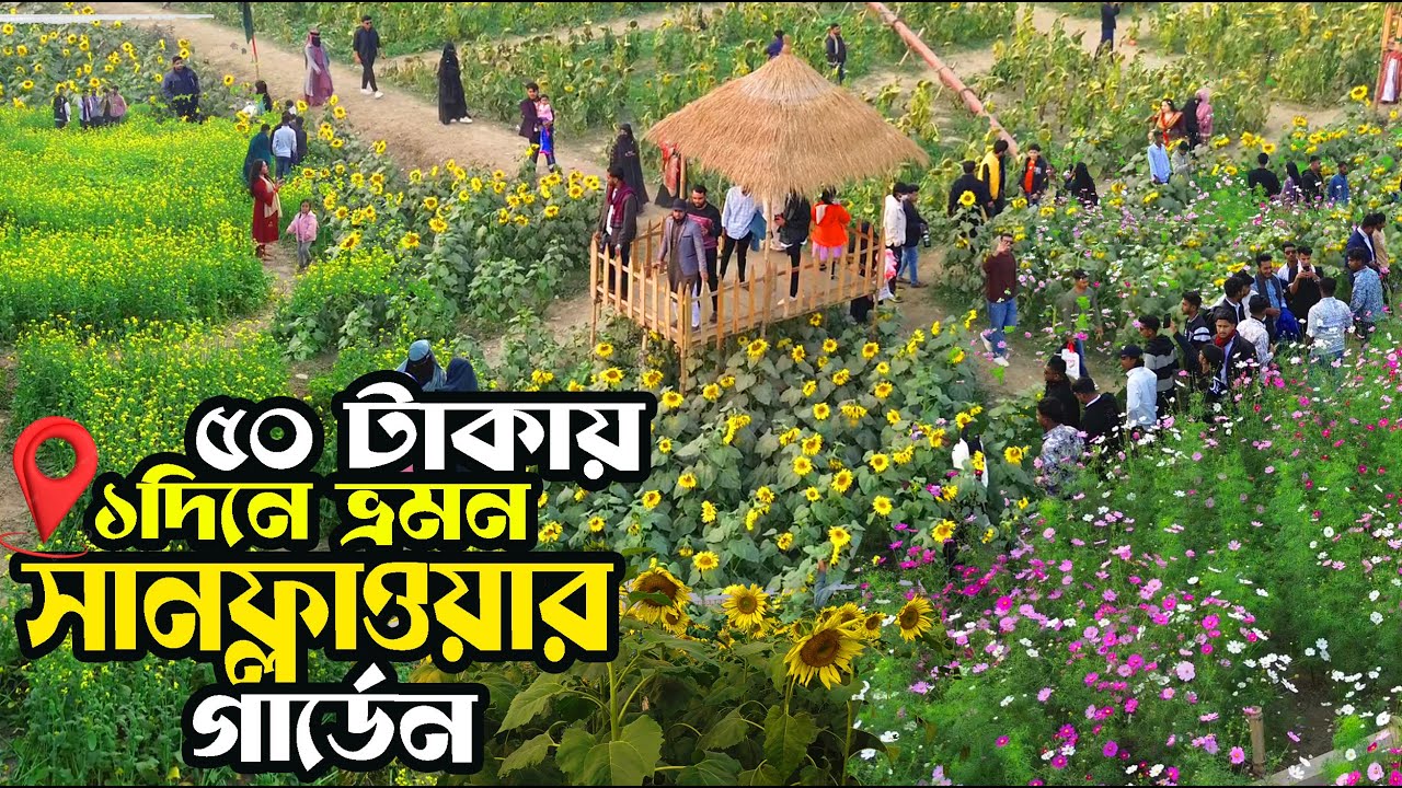 নরসিংদীর বিশাল সূর্যমুখী বাগান!🌻গোল্ডেন স্টার পার্কের পাশেই হলুদের রাজ্য | Sunflower Garden
