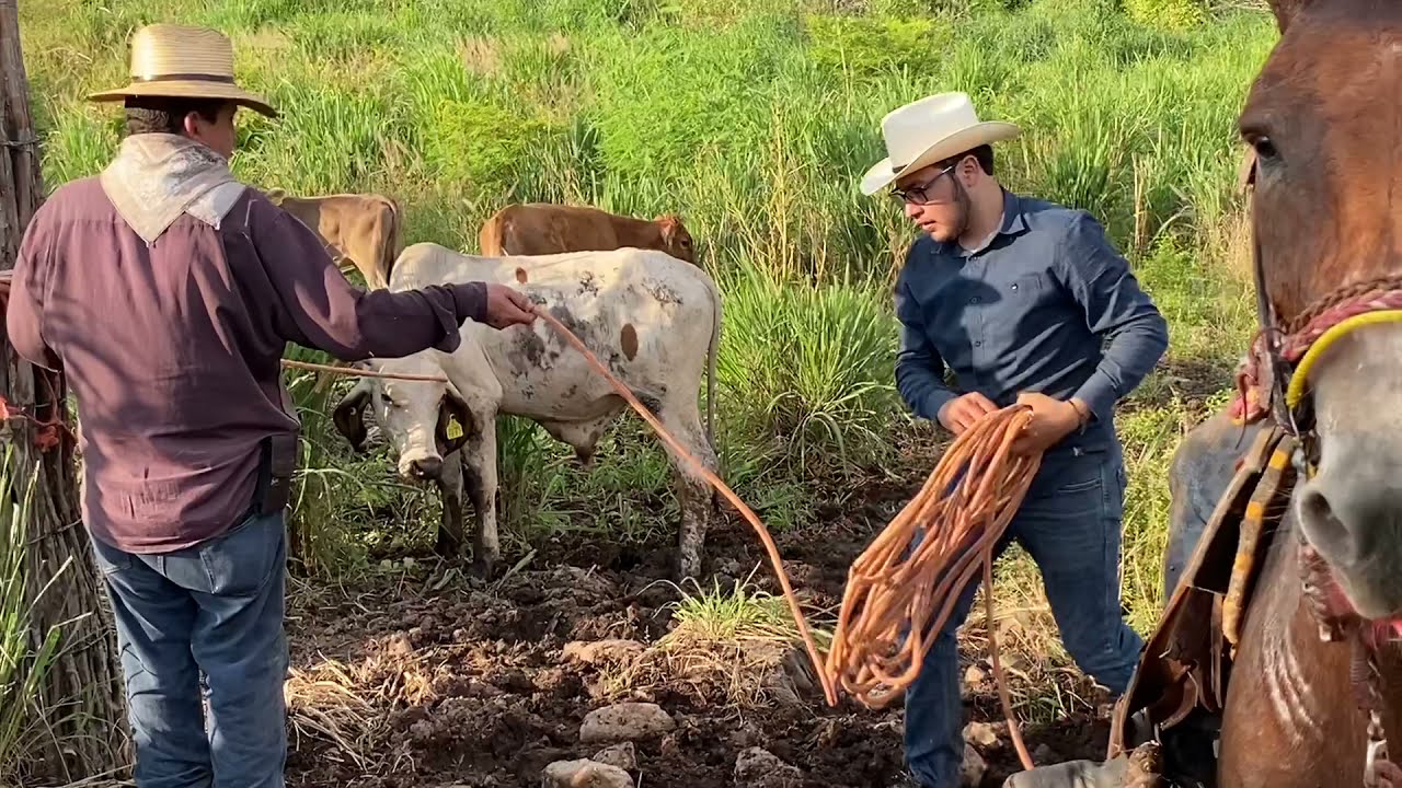 La camila enseńandose a jalar los beserros y panchon  vean como se comporta🤛🏻#ranchero95
