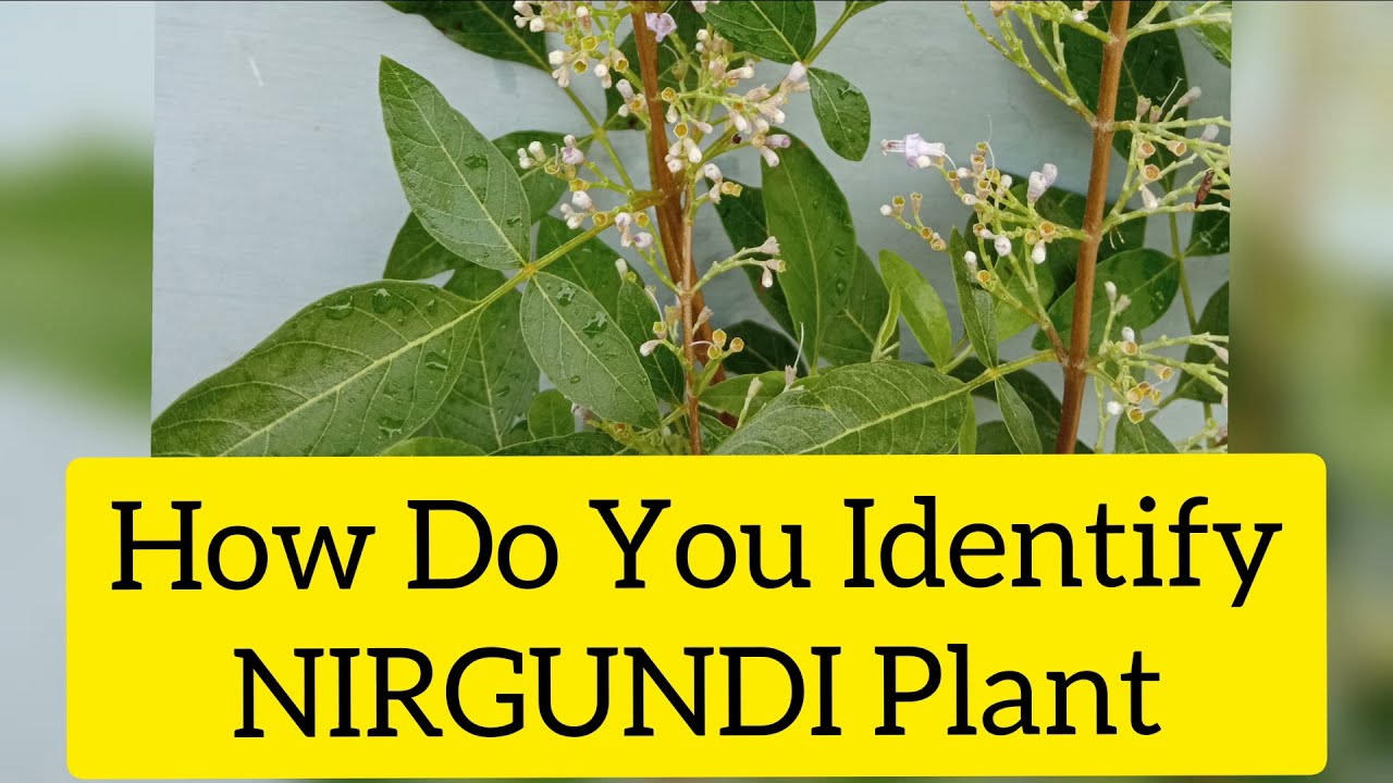 How do you identify Nirgundi leaves? | Nirgundi Benefits | Nirgundi Plant Features | Vavilaku Plant