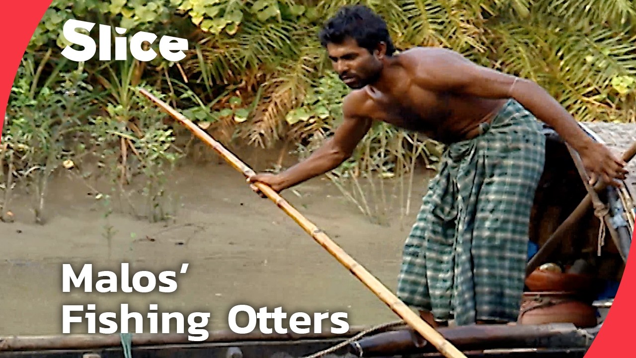 Inside the Life of the Malos, Otter Fishermen of the Sundarbans Mangrove | SLICE