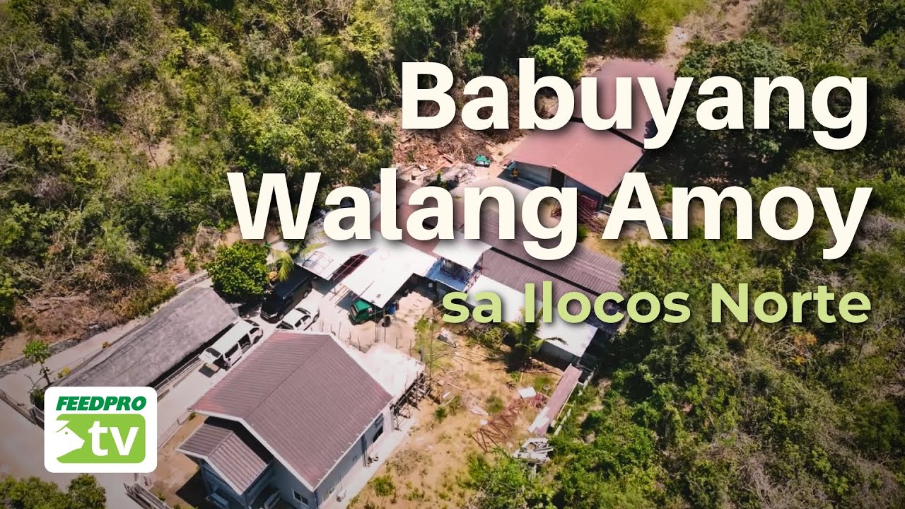Babuyang Walang Amoy sa Ilocos Norte